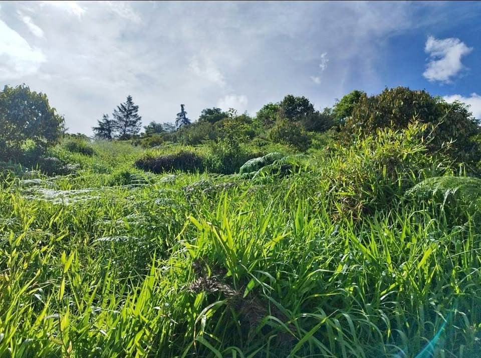 Domaine à Los Ángeles de Rivas – photo 1 sur 18